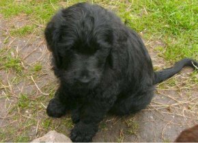 Labradoodle-Baby 